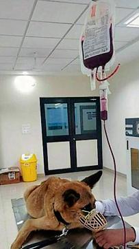A dog being treated at the canine blood bank, a first-of-its-kind facility in North India.