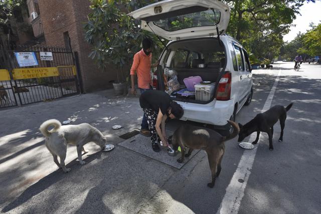 Many denizens availed feeder passes to feed stray animals during the nationwide lockdown. (Photo: HT/Burhaan Kinu) Many denizens availed feeder passes to feed stray animals during the nationwide lockdown. (Photo: HT/Burhaan Kinu)