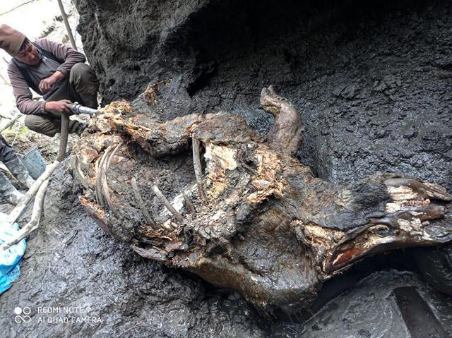 This photo shows the carcass of a woolly rhino, taken in Yakutia. The well-preserved carcass with most of its internal organs still intact was released by permafrost in August and scientists hope to transport it to the lab for studies next month. (Valery Plotnikov/Mammoth Fauna Study Department at the Academy of Sciences of Yakutia via AP) (AP) This photo shows the carcass of a woolly rhino, taken in Yakutia. The well-preserved carcass with most of its internal organs still intact was released by permafrost in August and scientists hope to transport it to the lab for studies next month. (Valery Plotnikov/Mammoth Fauna Study Department at the Academy of Sciences of Yakutia via AP) (AP)