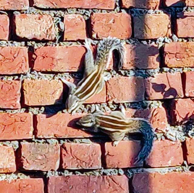 Squirrels gossiping on a wall. (Photo: Brig Balwinder Singh Sandhu (retd)) Squirrels gossiping on a wall. (Photo: Brig Balwinder Singh Sandhu (retd))
