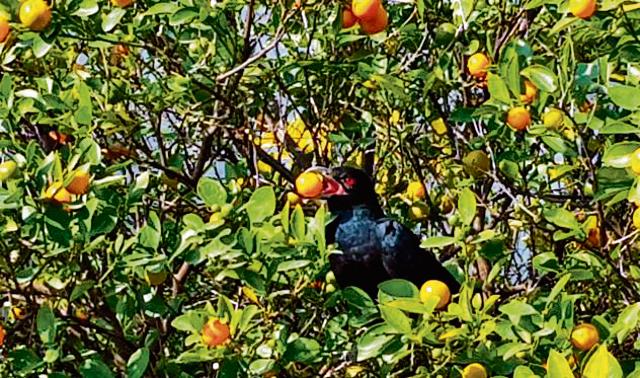 A male koel relishing narangis in a Sector 8 garden. (Photo: Munish Jauhar) A male koel relishing narangis in a Sector 8 garden. (Photo: Munish Jauhar)