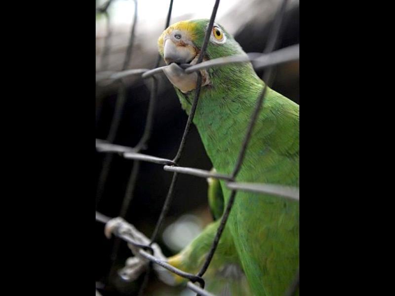 Pet parrot 'identifies' killer, helps cops crack its mistress ...