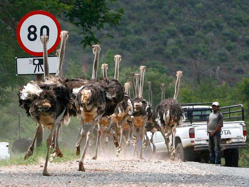 A herd of ostriches runs on a street after breaking out of their enclosure outside Oudtshoorn, some 450 kilometres (279 miles) east of Cape Town. (Reuters/Alex Grimm)