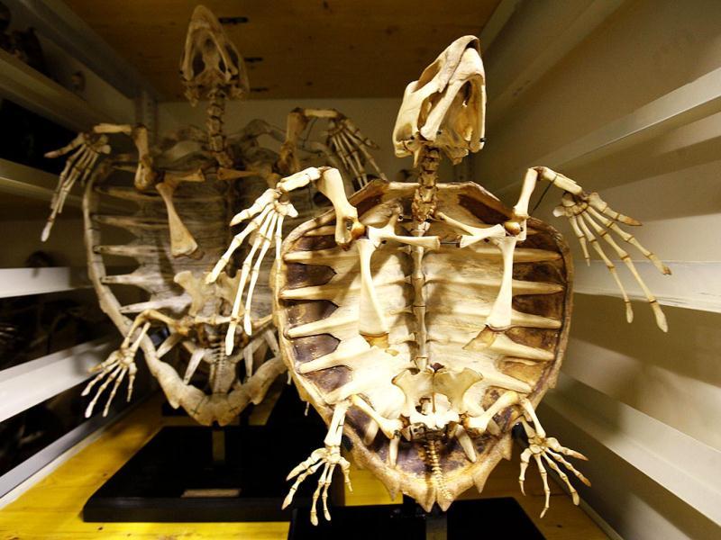 Scientists find car-sized turtle fossil | World News - Hindustan Times