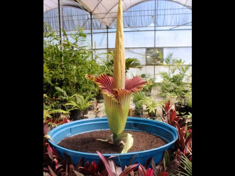 World’s smelliest flower tourist attraction Travel