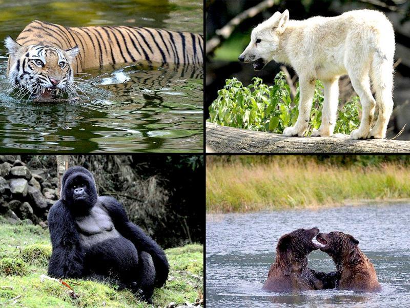 Top 10 places to see animals in the wild Travel Hindustan Times