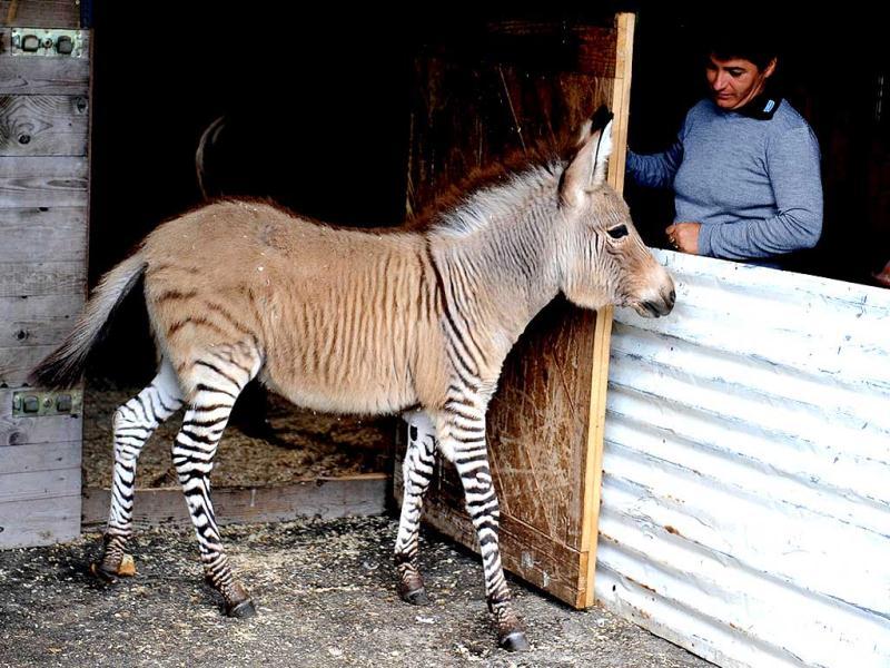 It S A Zonkey Act Of Love Between Zebra And Donkey Produces A Rare Baby World News Hindustan Times