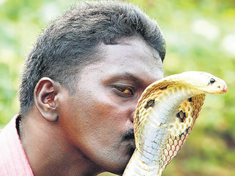 Catching That Snake In The Grass Hindustan Times He is known for his missions for saving snakes straying into human inhabited areas in kerala, india. catching that snake in the grass