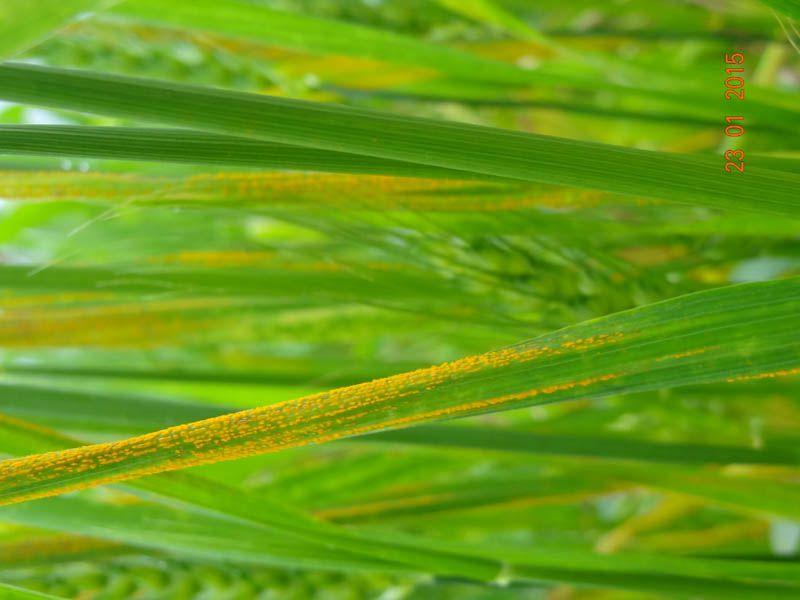 Yellow Rust In Rasp Experts for timely detection of yellow rust in wheat crop in Hry, Pb ...