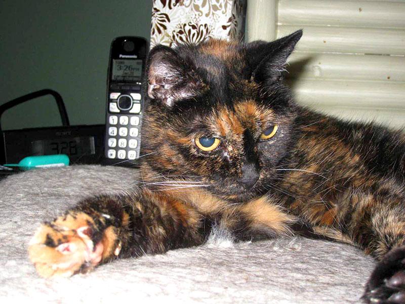 Oldest known cat sales