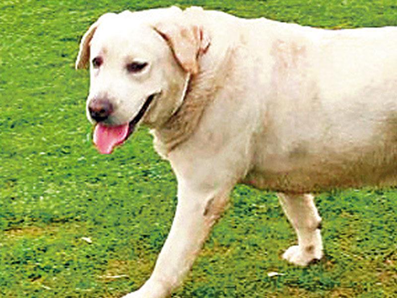 Abducted dog has Delhi cops barking up wrong tree | Latest News Delhi -  Hindustan Times