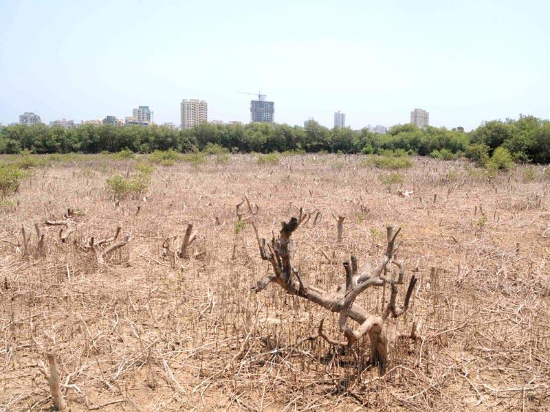 2 000 Trees Hacked In Mangrove Patch At Borivli Despite Hc Ban Locals Up In Arms Hindustan Times Tahsildar office is an accommodation in andhra pradesh. 2 000 trees hacked in mangrove patch at
