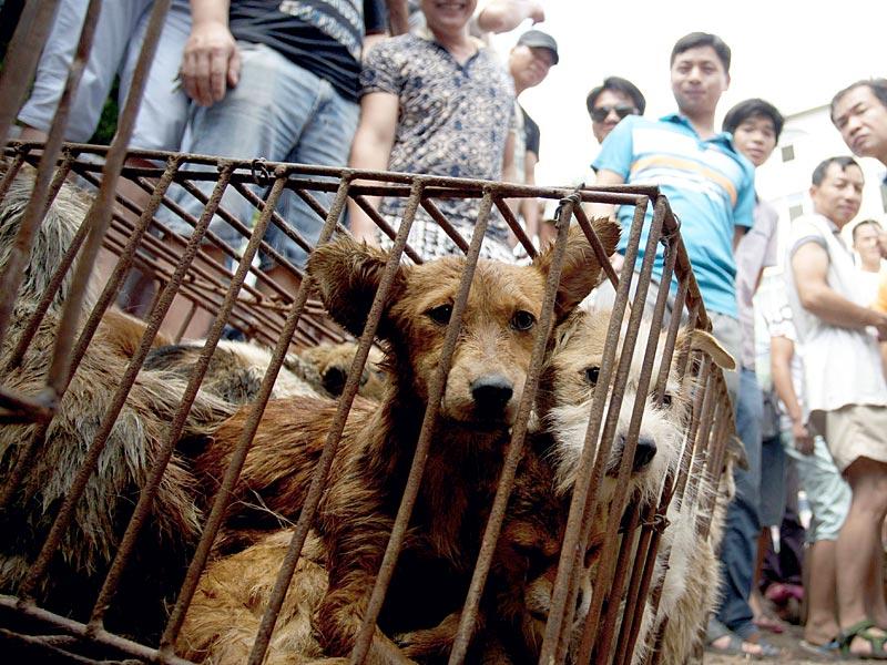 Yulin Meat Festival New video shows dogs up for sale World News