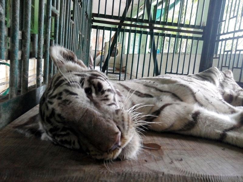 Ailing white tigress, lioness die in Madhya Pradesh - Hindustan Times