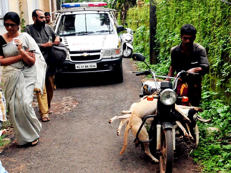 why dogs are killed in kerala