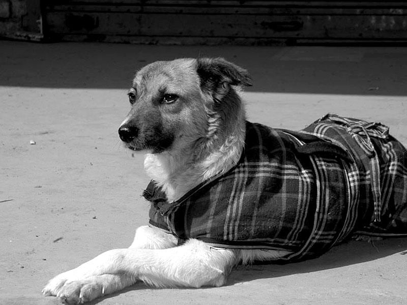 Delhi S Popular Animal Shelter Friendicoes Faces Cash Crunch Latest News Delhi Hindustan Times