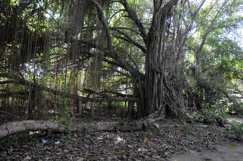 Punjab’s own great banyan cries for conservation - Hindustan Times