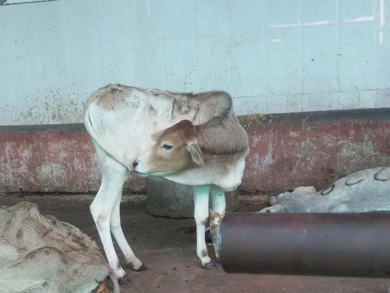 No succour for ailing cows in Bhopal, shelter home project non-starter - Hindustan Times No succour for ailing cows in Bhopal, shelter home project non-starter - Hindustan Times