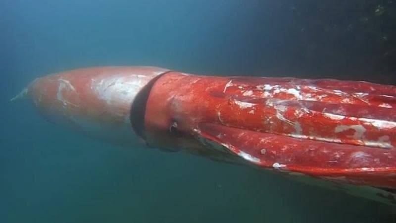 Watch | Giant squid makes rare appearance in Japan | Hindustan Times