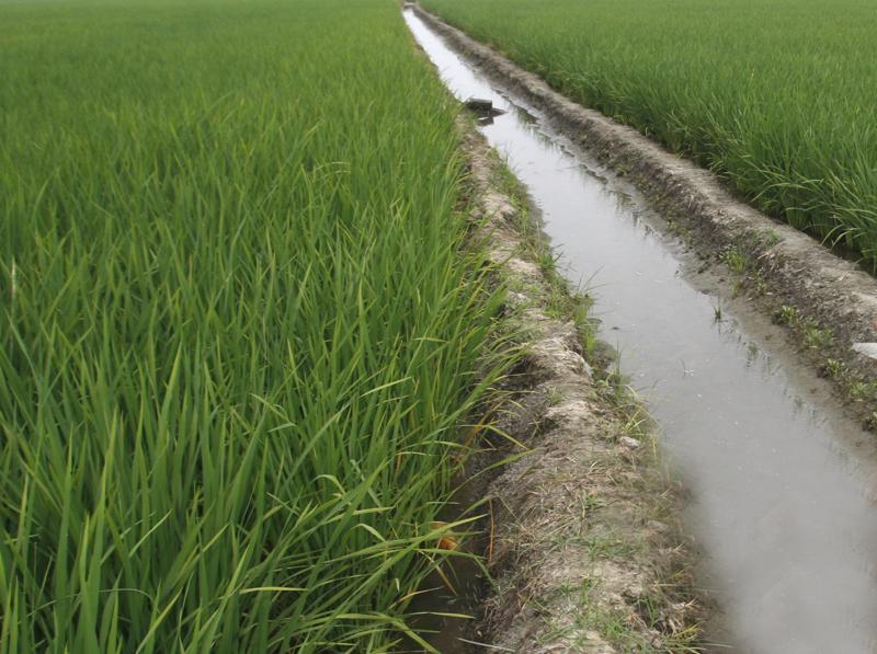Punjab ‘emptying’ reservoirs to grow waterguzzling rice Hindustan Times