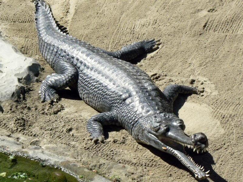 The gharial which lost its freedom after swimming 1,000 km | Latest ...