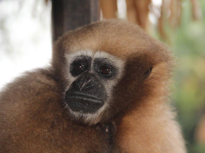 Assam district to mark Hoolock Gibbon Day as beloved ape Koliya dies |  Latest News India - Hindustan Times