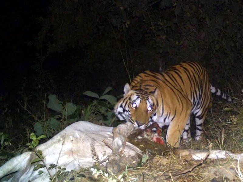 Bhopal: Tiger kill located, patrolling intensified - Hindustan Times