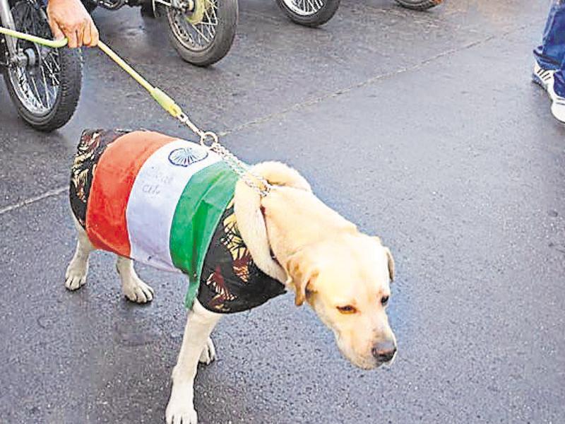 Surat Man Arrested For Dressing Pet Dog In Tricolour On R-Day | Latest ...