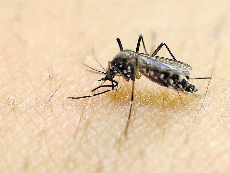 New technique may help control Zika disease-bearing insects | World News