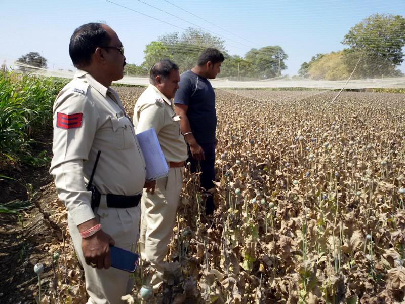 Farmers Black Opium 2024 favors