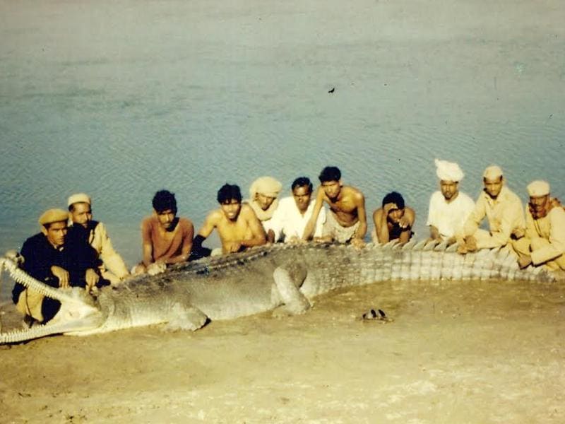 gharial attacks on humans