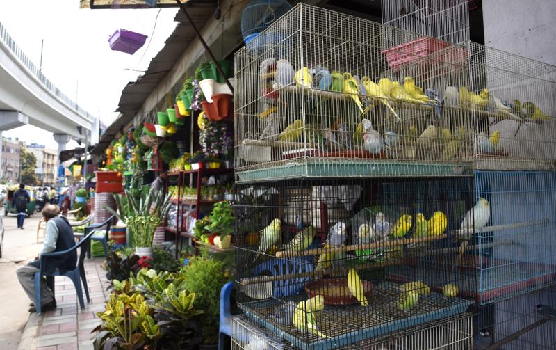 Bird shops shop