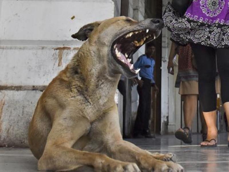 ₹1 lakh reward for info on Delhi's dog killer, NGO posts video online |  Latest News Delhi - Hindustan Times