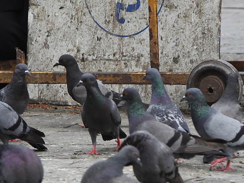 Pigeon droppings a health hazard Doctors Mumbai news Hindustan Times