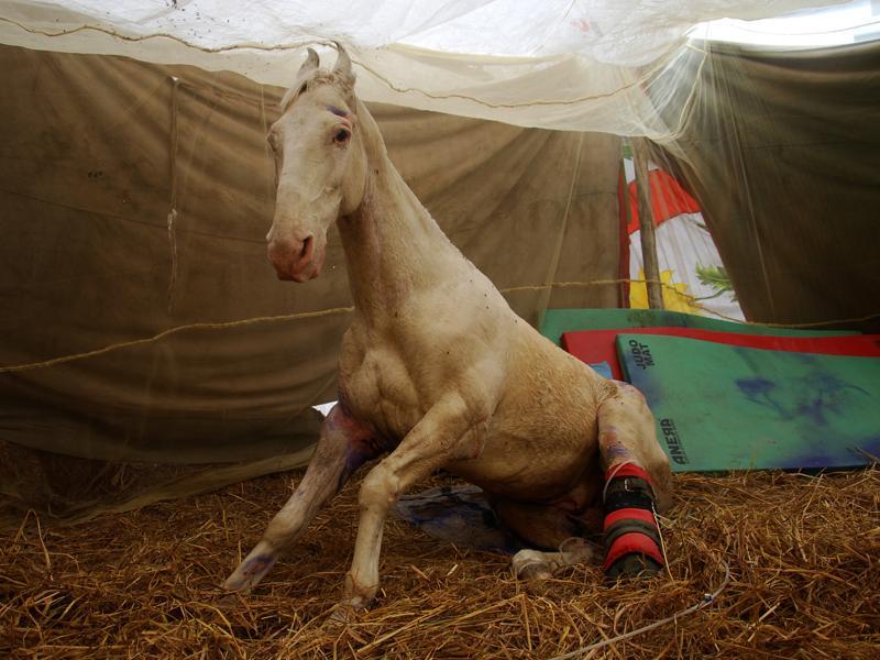 Police horse Shaktiman shows sign of slow recovery Latest News India