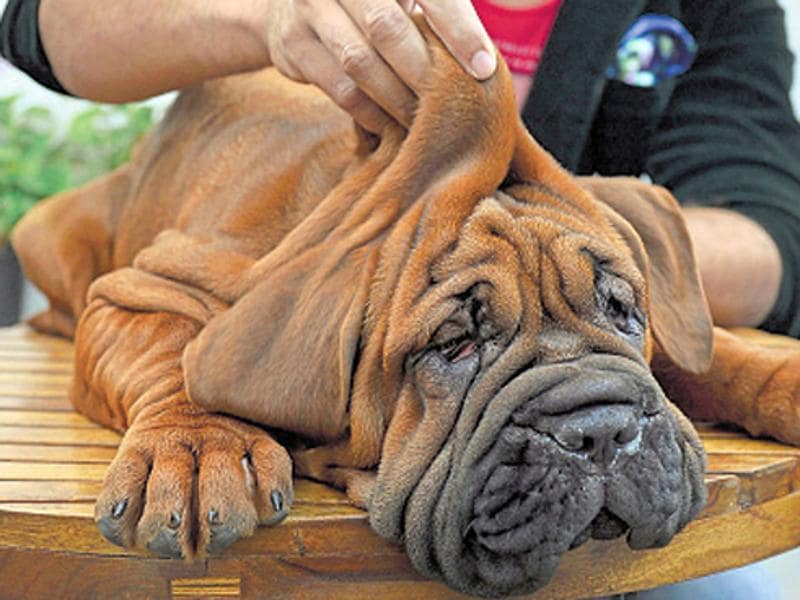 Korean dosa best sale mastiff price