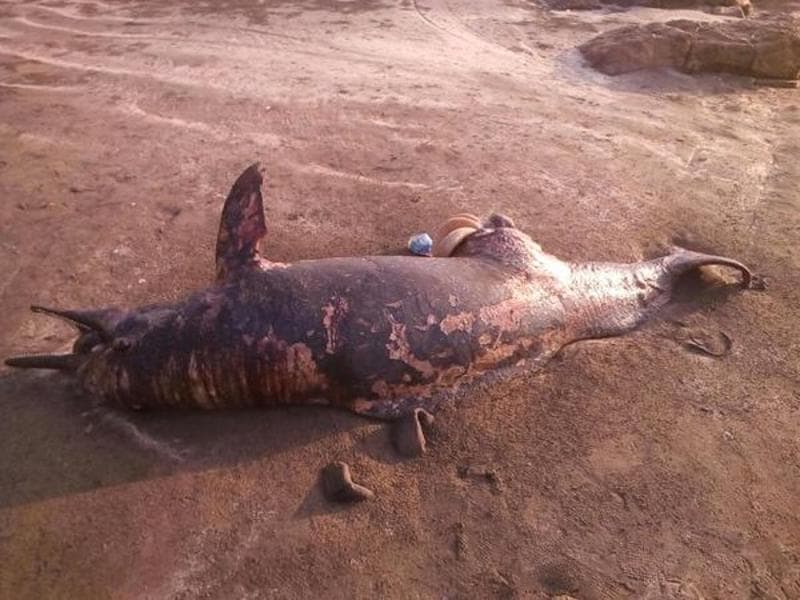 Carcass of 7-foot dolphin washes ashore at Gorai beach | Latest News ...