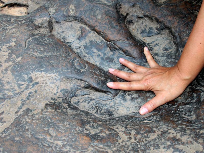 dinosaur foot preserved