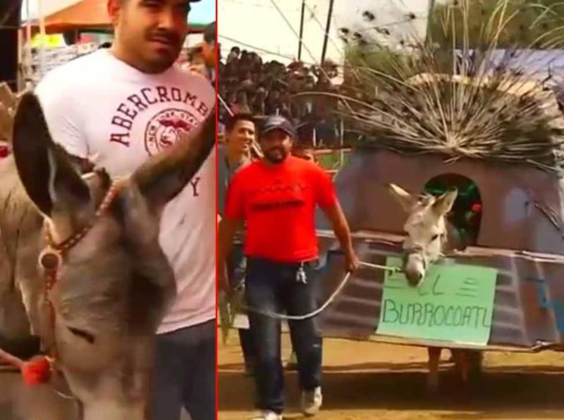 Watch | Annual donkey festival in Mexico | Hindustan Times