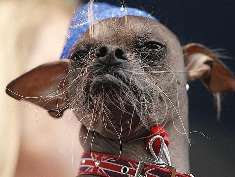World’s Ugliest Dog is a hero as well Wins award for ‘therapy work