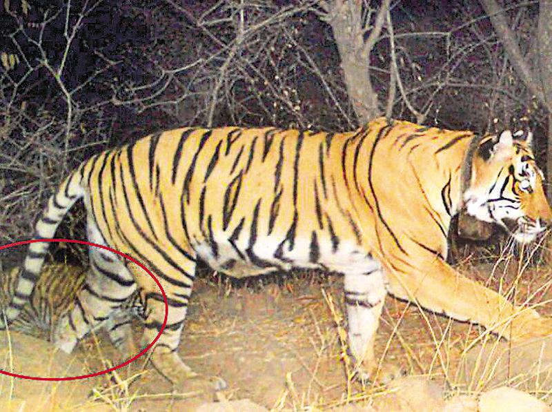 Sariska fathers cubs with white Tigress Tibo