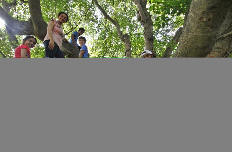 Climbing The Mango Trees