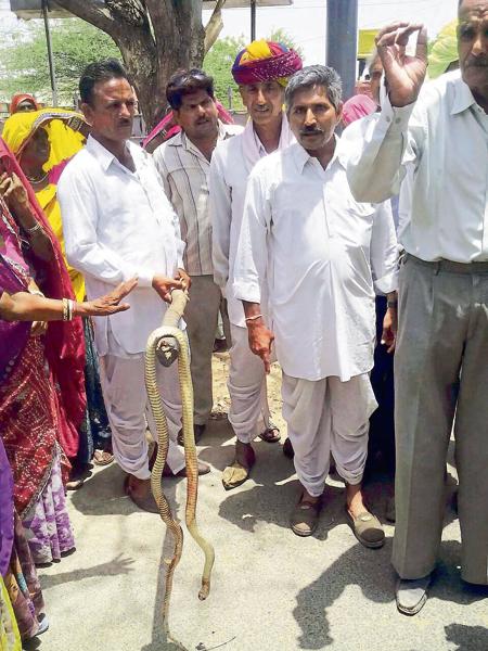 Dead snake lands eight villagers behind bars - Hindustan Times