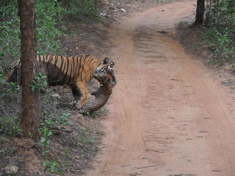 In pics: In Sariska, a leopard becomes a tiger’s prey - Hindustan Times