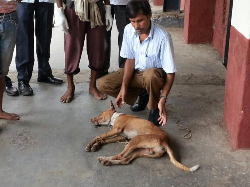 Kolkata pet lover helps railway officers rescue injured stray at Mumbai