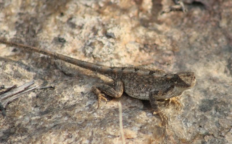 Aravalli Region Home To Rare Lizard