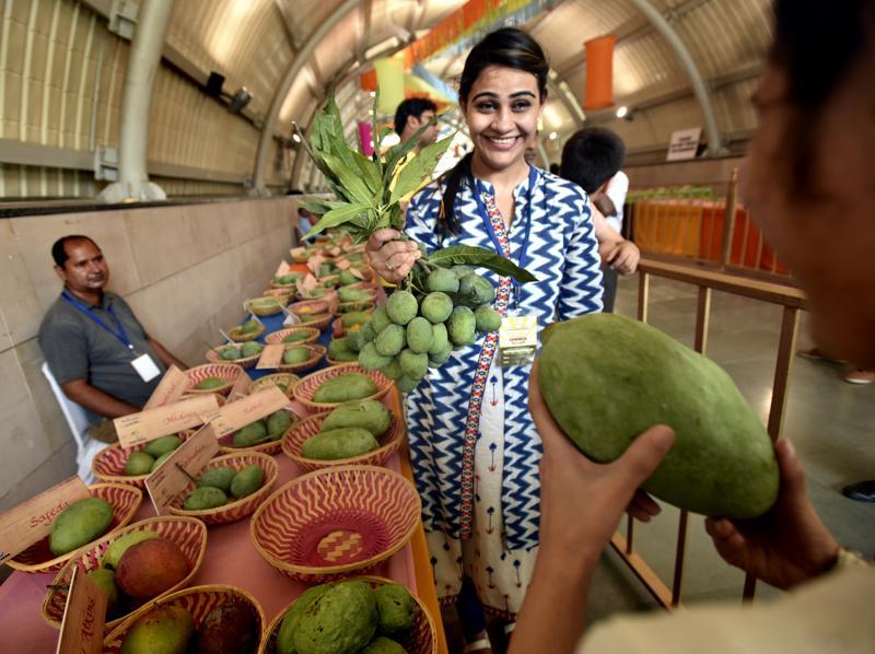 Delhi Mango Festival How many mangoes can you eat at a go? Hindustan