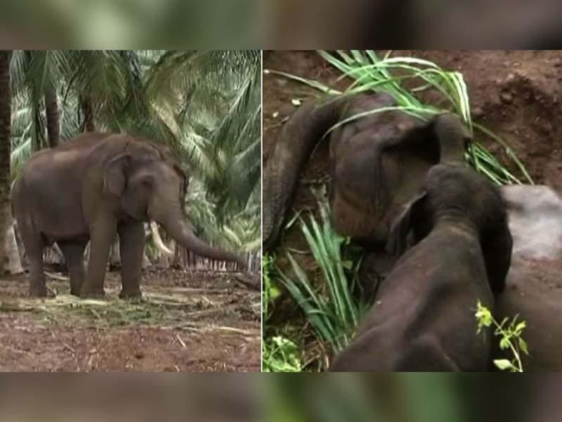 Watch | Baby Elephant Returns In Search Of Dead Mother | Hindustan Times