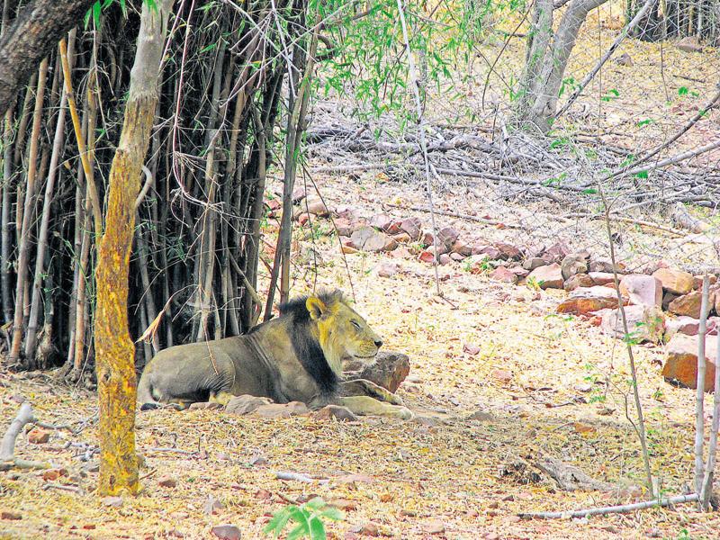 India’s Oldest Lion In Captivity Dies At 28 In Bhopal - Hindustan Times