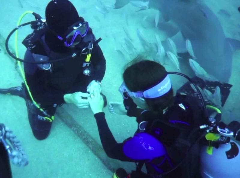 Watch | Sharks for guests at this bizarre undersea engagement ...